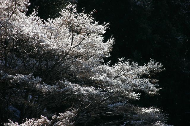 雪