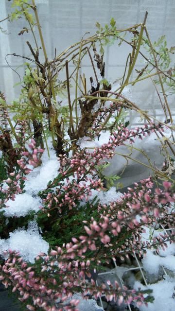 雪ってゆーか、氷？