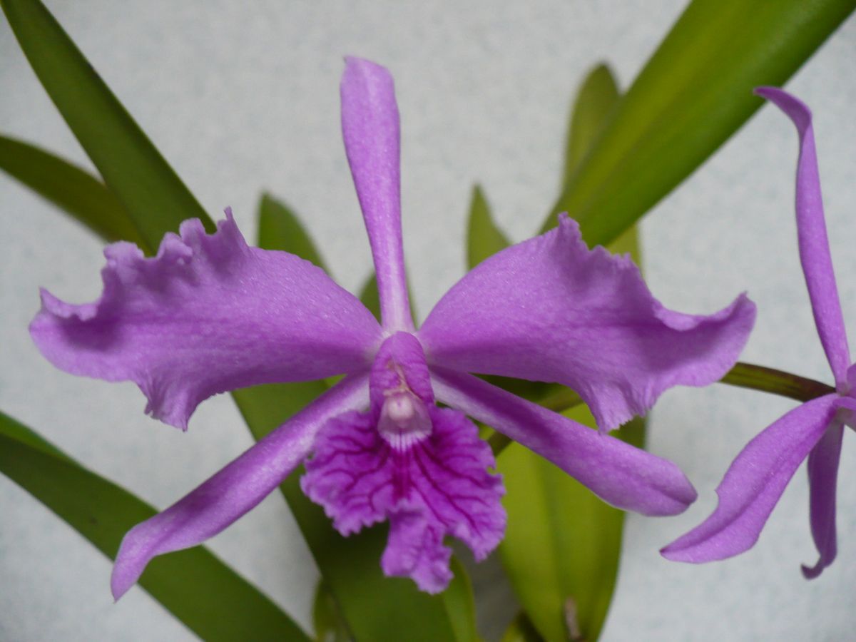 L.lobata