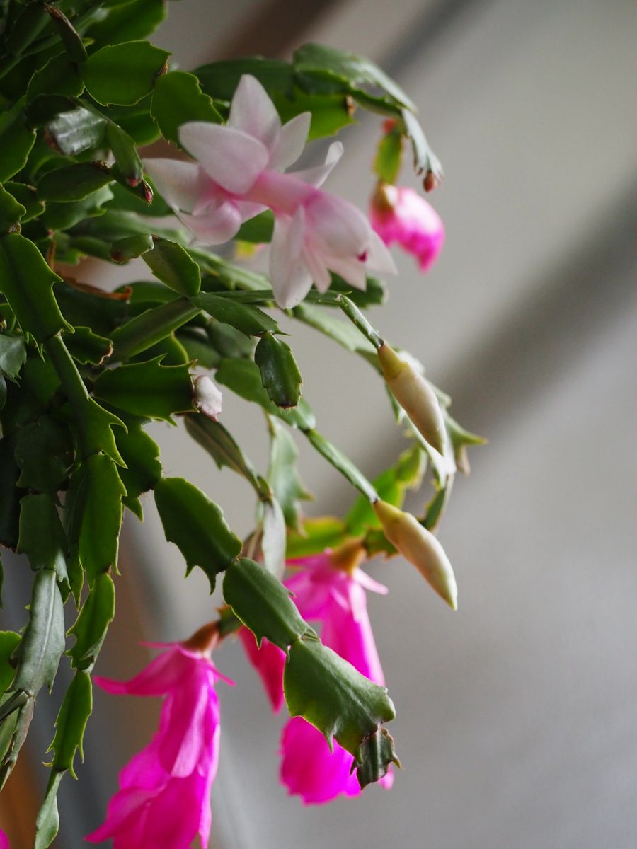 室内の植物