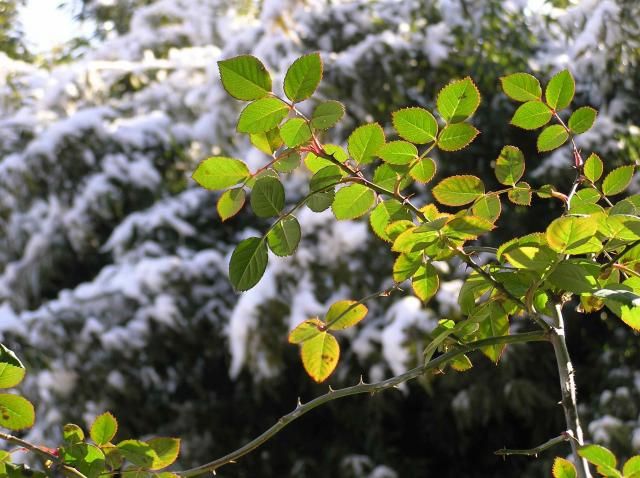 雪