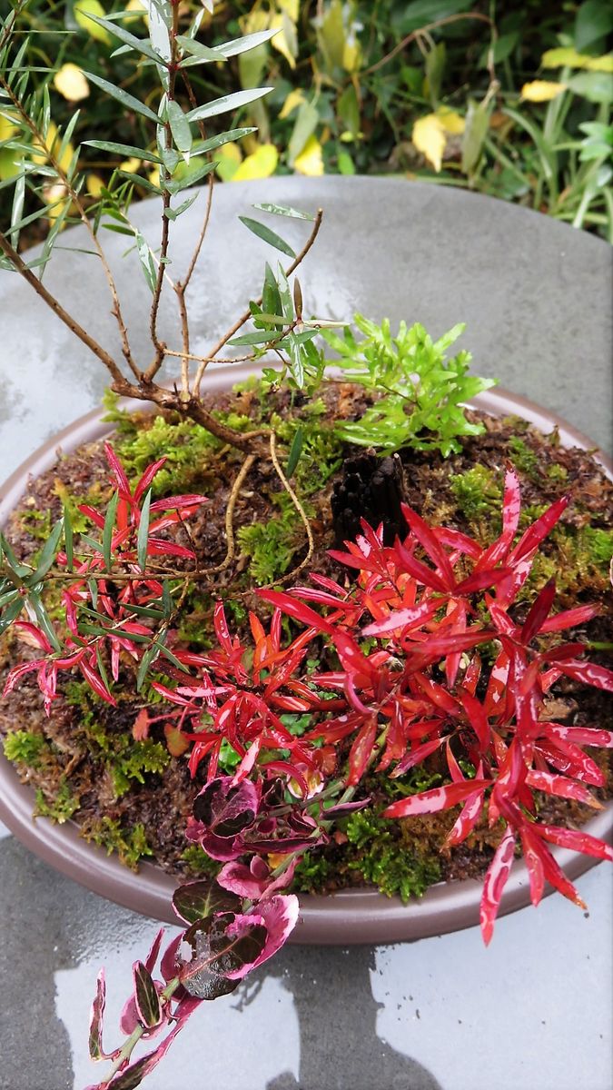 今日の寄せ植えメラレウカレッドジェム