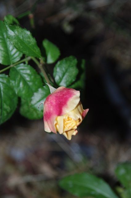 ビオラを足して寄せ植えリメイク