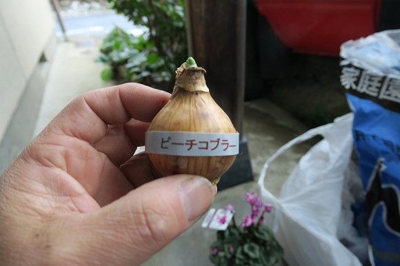 芳香スイセンを追加しました