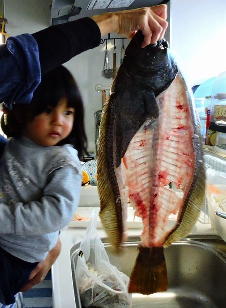 釣ったヒラメ５枚おろし