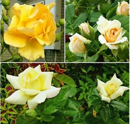 ✿✿2017年の薔薇✿✿