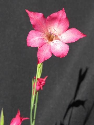 Gladiolus maculatus var.meridionaris