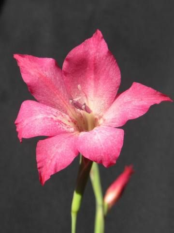 Gladiolus maculatus var.meridionaris