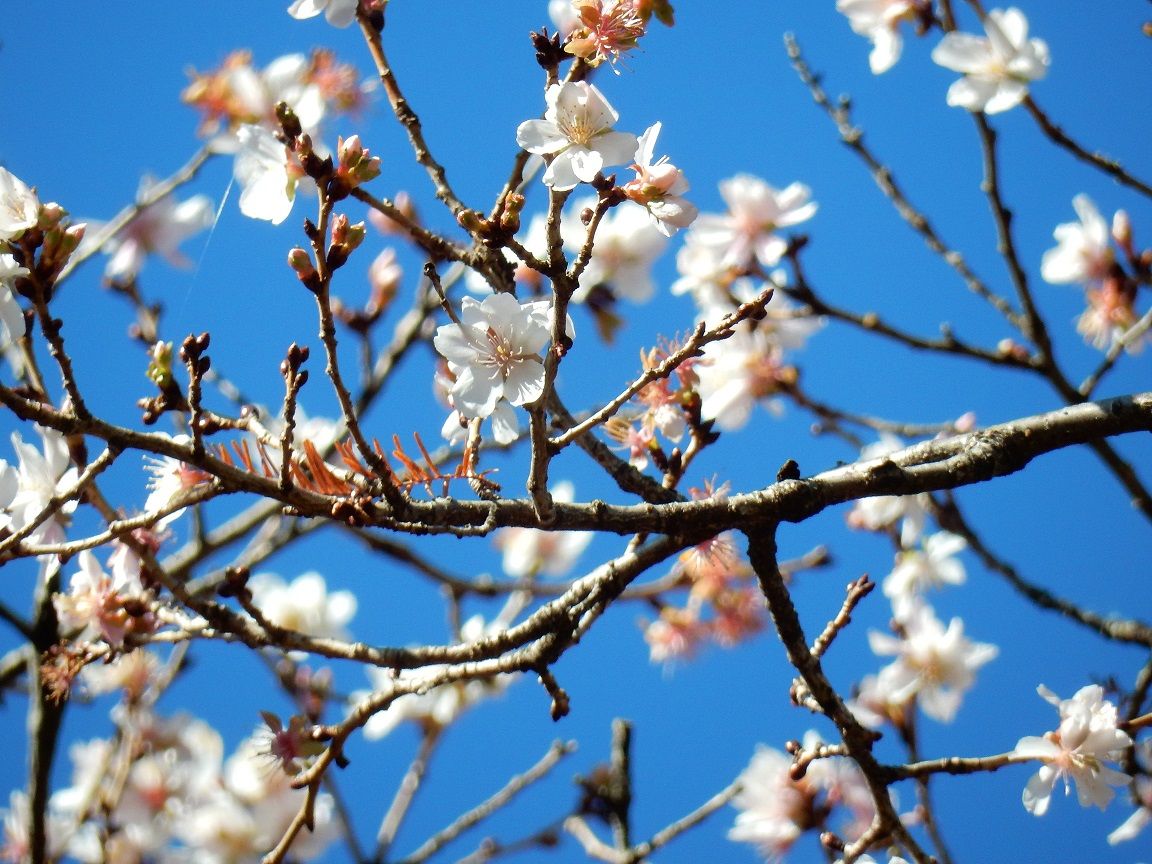 ☆　こ の 時 期 に 桜 が 開 花 ？ ☆