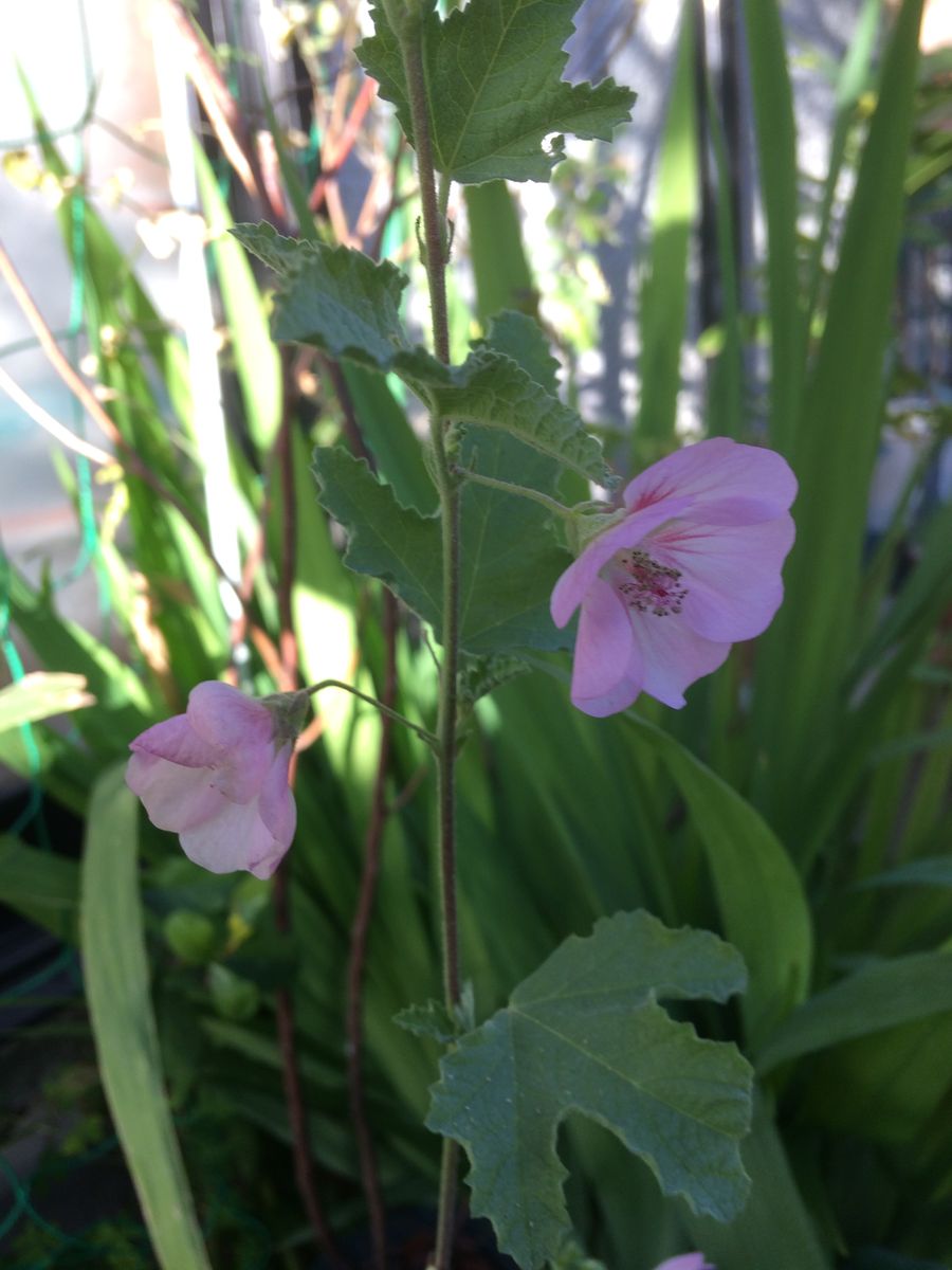 葉から花が咲いています