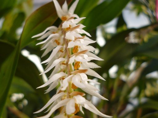 Dendrochilum glumaceum