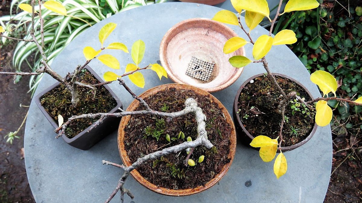 禁断の花園に手を出してしまいました"(-""-)"