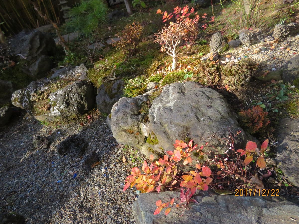 苔庭・シモツケとわずかに残るハゼの紅葉