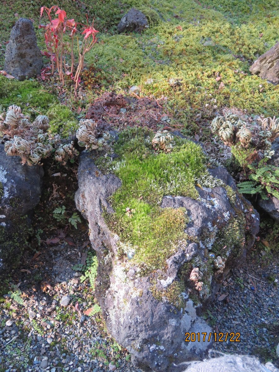 苔庭・シモツケとわずかに残るハゼの紅葉