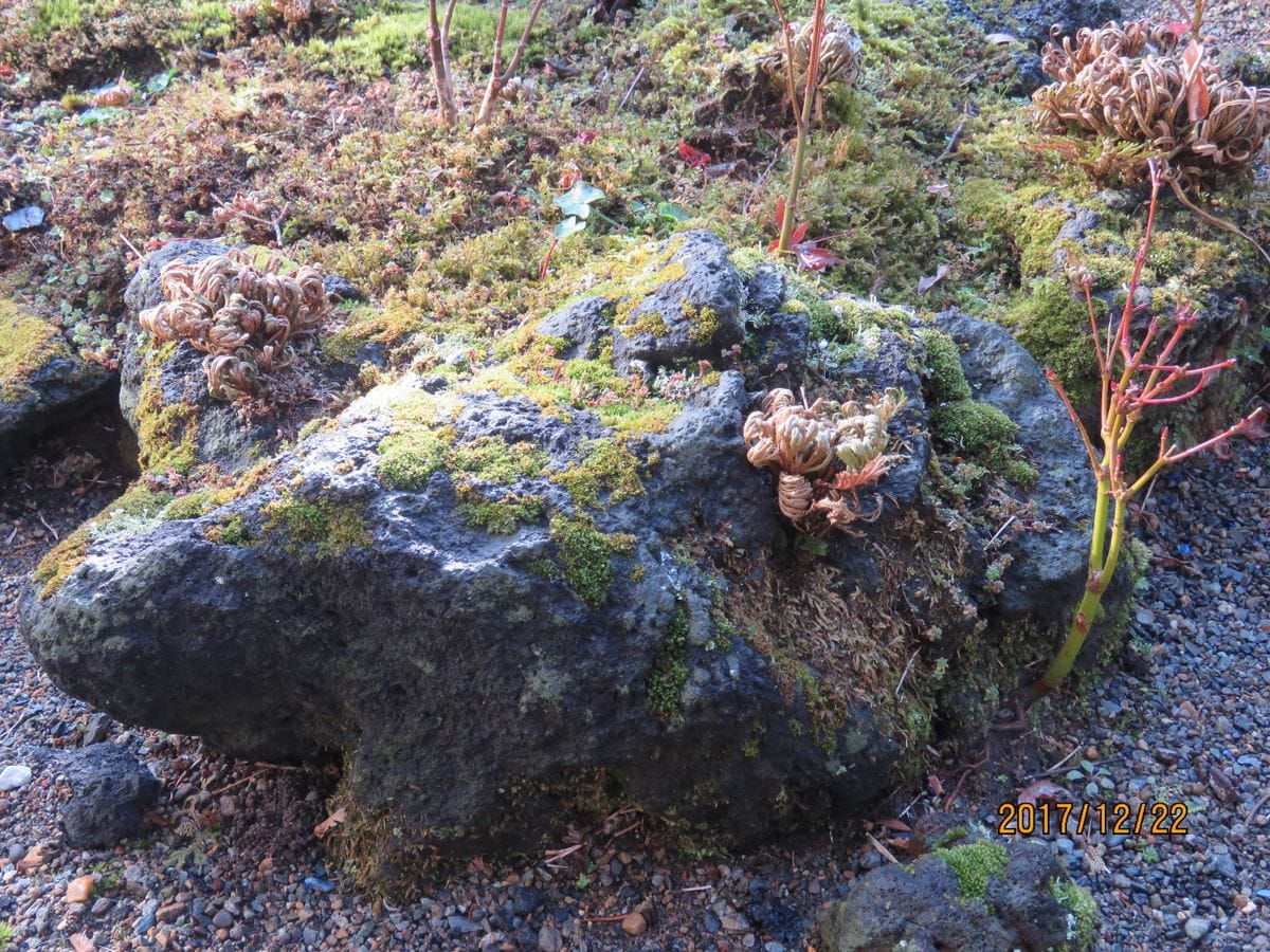 苔庭・シモツケとわずかに残るハゼの紅葉