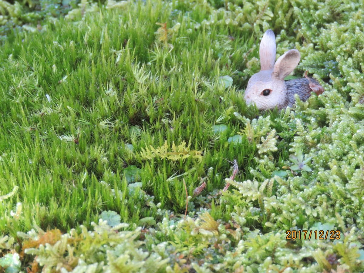 苔庭・遊び心