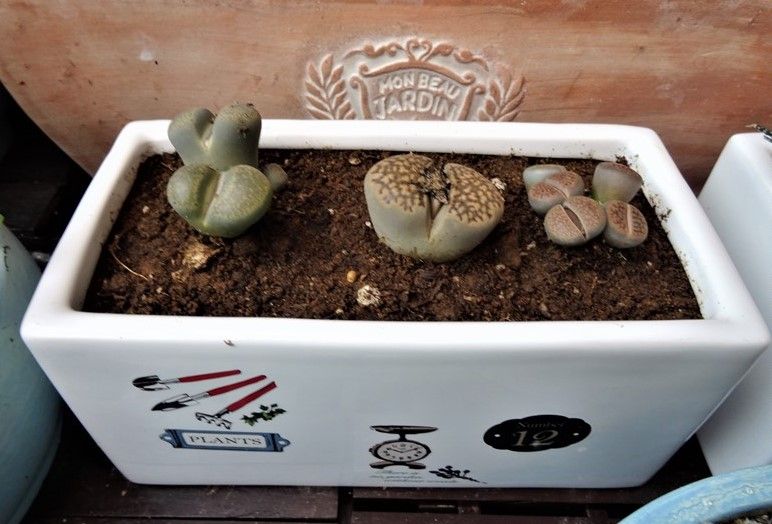 🌵リトープス(LITHOS)の寄せ植え仲間入り