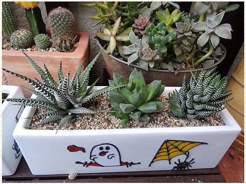 🌵リトープス(LITHOS)の寄せ植え仲間入り