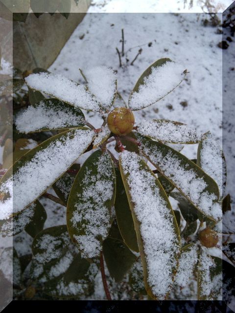 今朝も雪