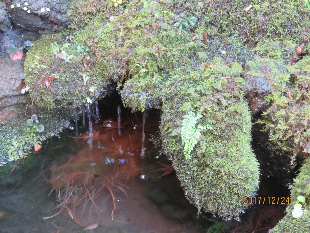 苔庭・静けさや 滴り落ちる 水の音