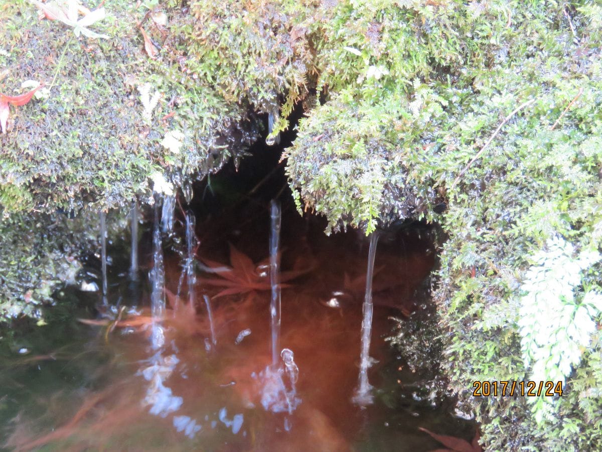 苔庭・静けさや 滴り落ちる 水の音