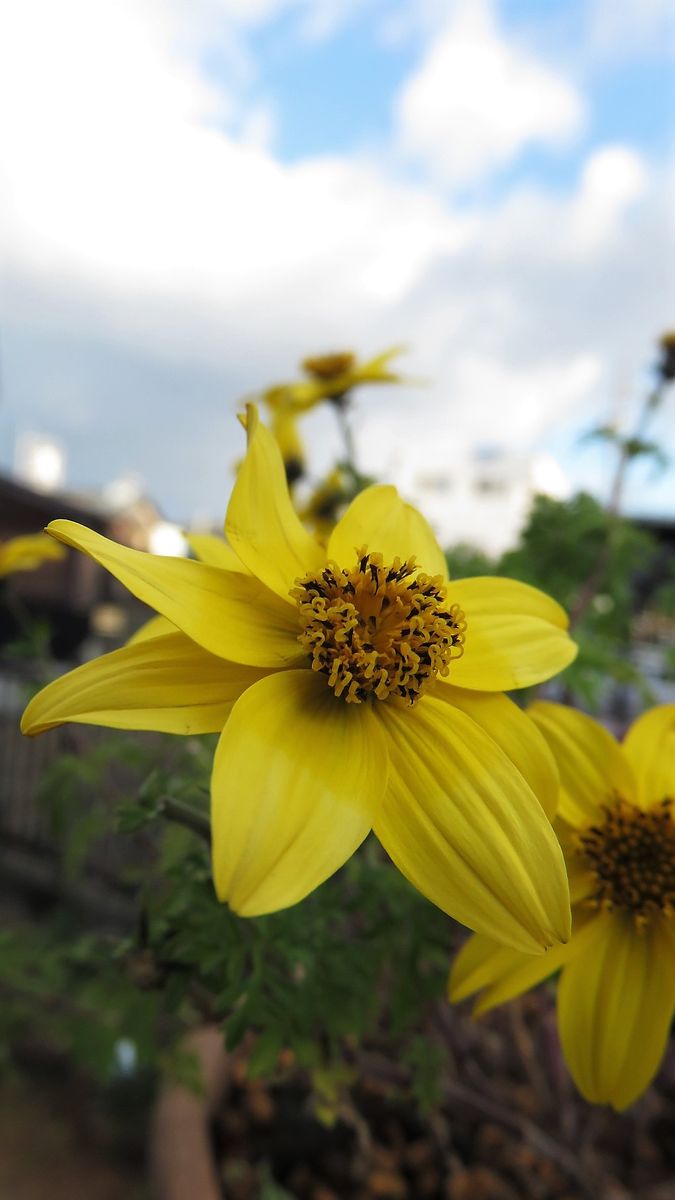 ビデンスを差し芽しました( ◠‿◠ ) ～