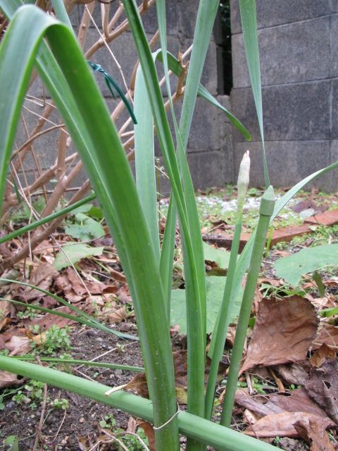 のっぽの水仙