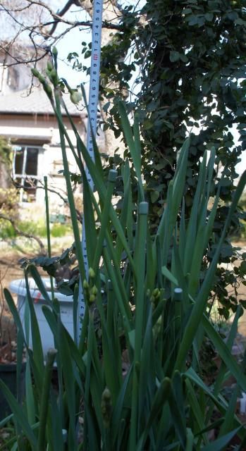 羽衣キンポウゲ　スイセンの蕾