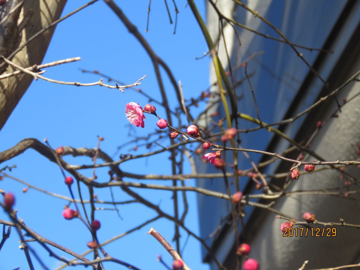 苔庭・紅梅一輪そしてキジバトさんがやって来た