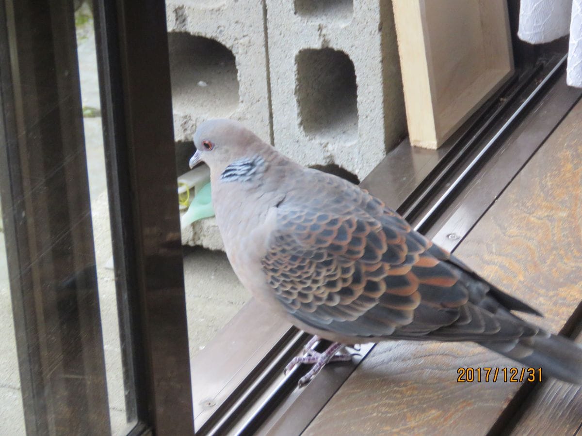 苔庭・キジバトさんからの伝言です