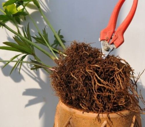 原種・ボッコネイ開花株の植え替え