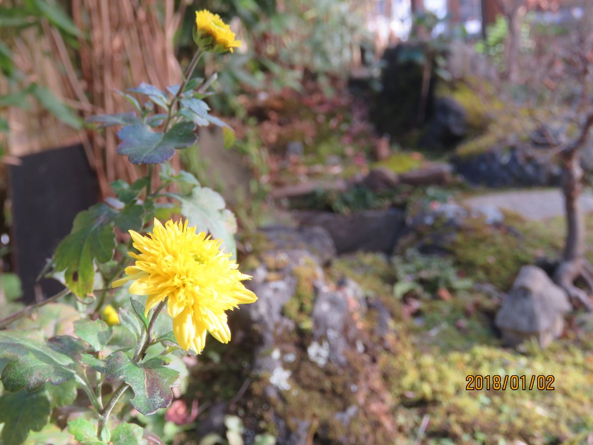 苔庭・正月三が日の花