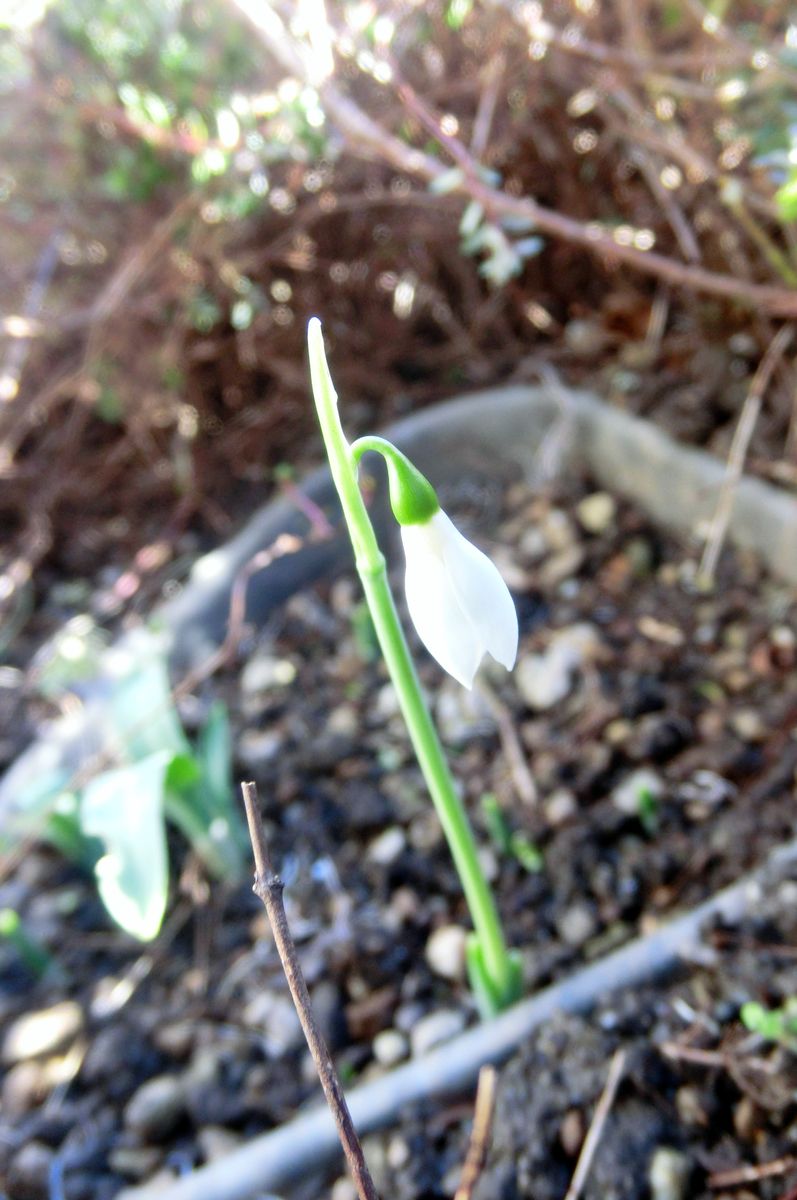 いろいろなお花達