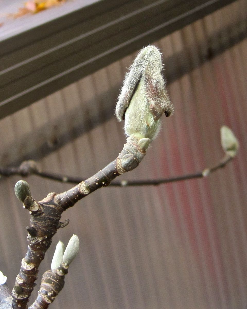 芽鱗がはがれ始めましたよ！