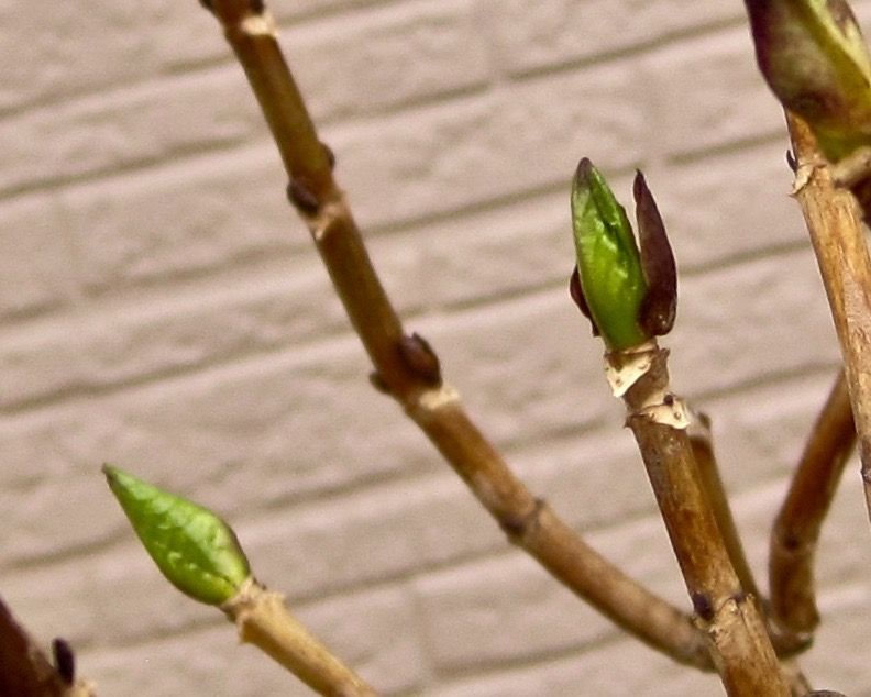 芽鱗がはがれ始めましたよ！