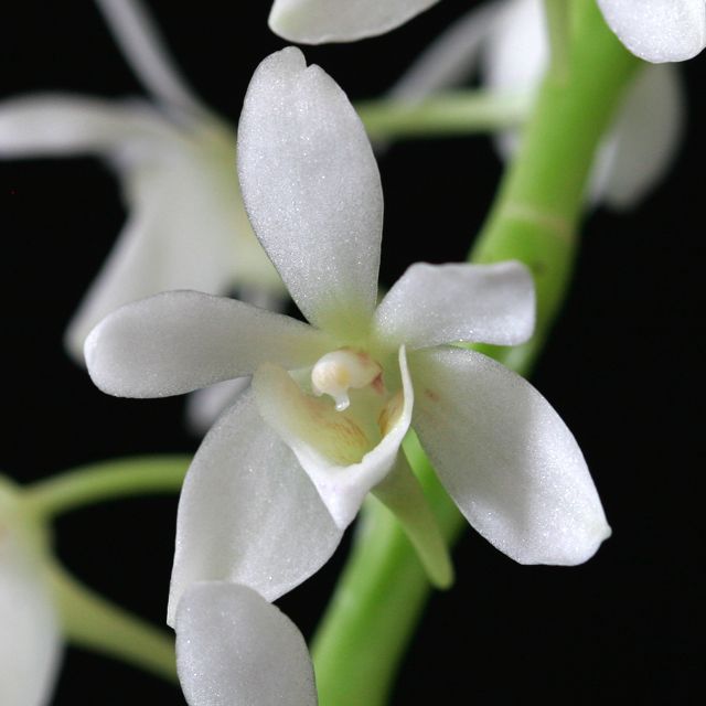 Sediera japonica x Amesiella philippinen...
