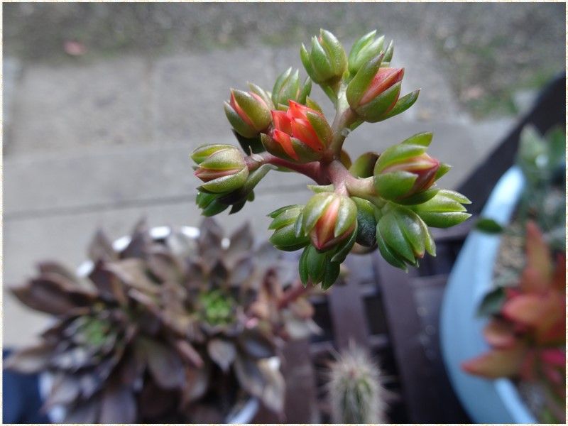 花咲くのと花終わるもの