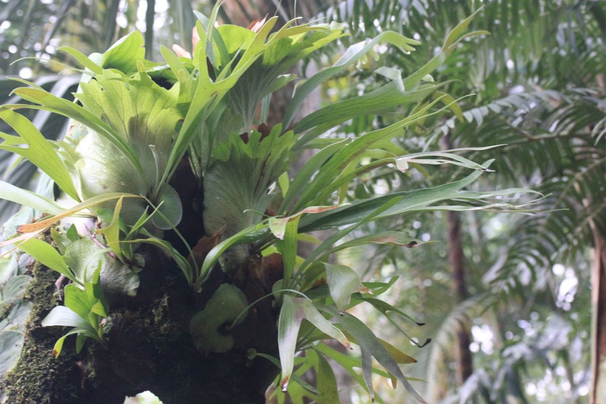 まだ見頃！これから見頃！新潟県立植物園