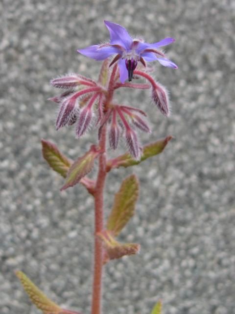 花が咲き始めたボリジ