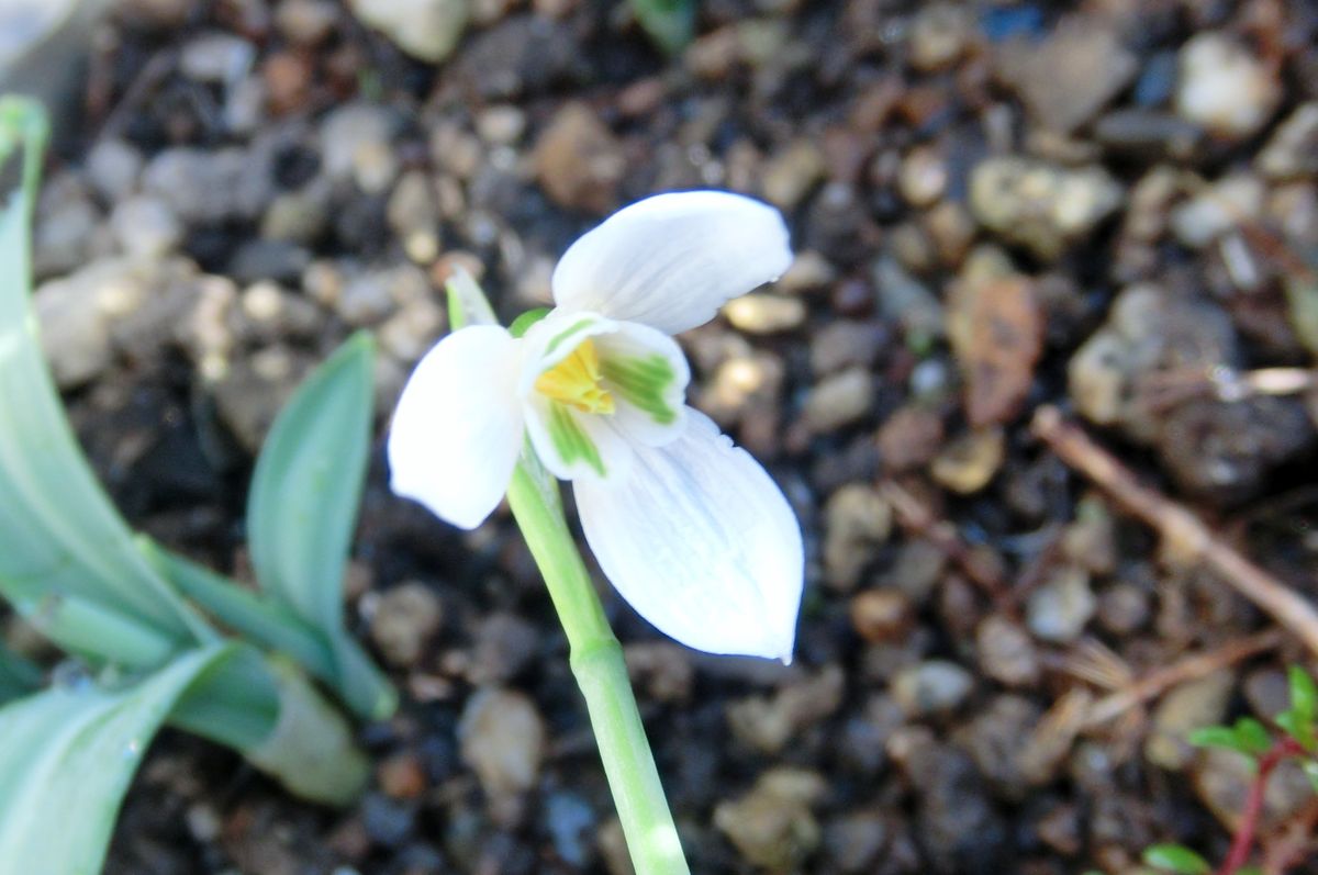 いろいろなお花達