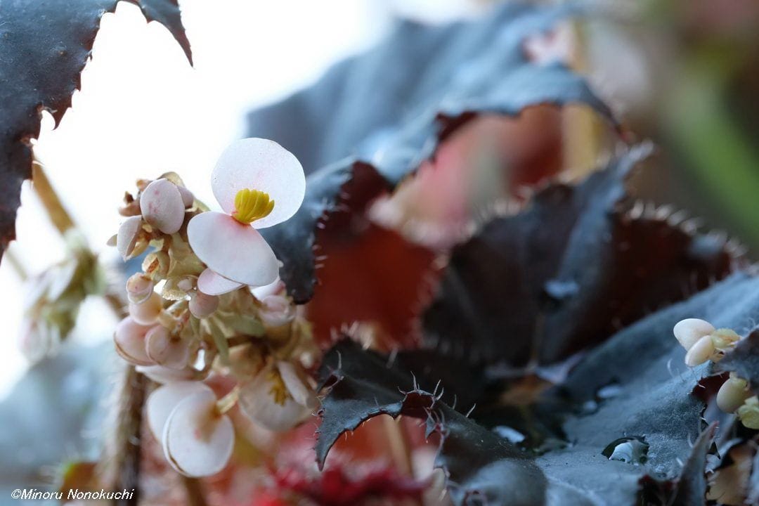 根茎性ベゴニア・黒わし