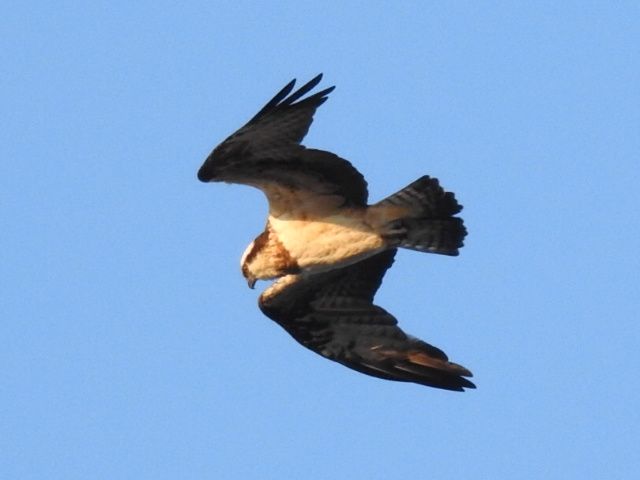 旅路の探鳥ある記