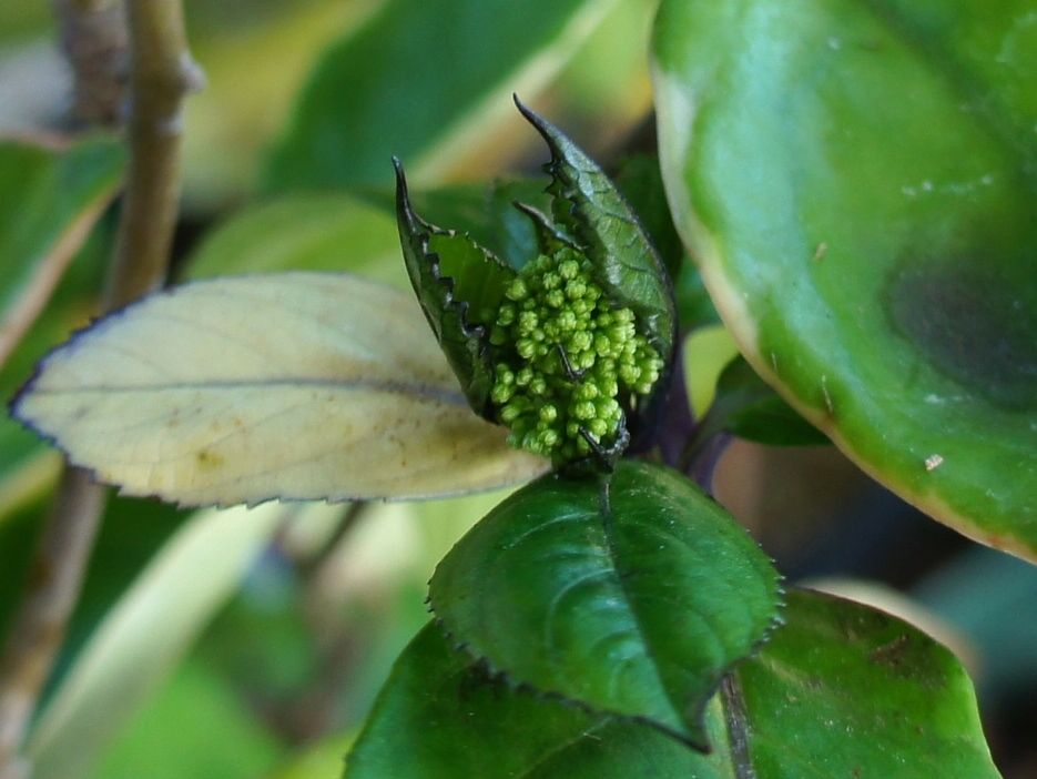 紫陽花とマイクロ胡蝶蘭