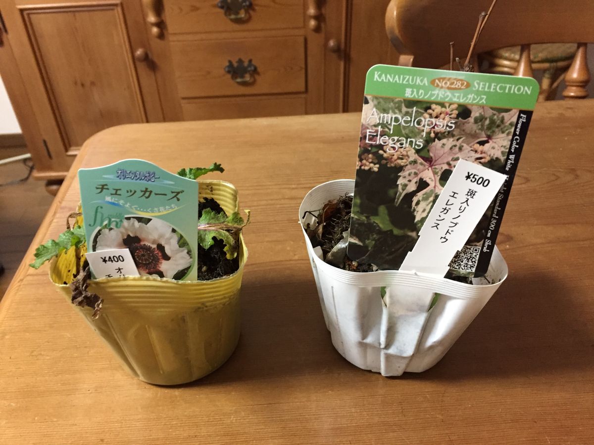 シクラメン コウムの開花とお買物