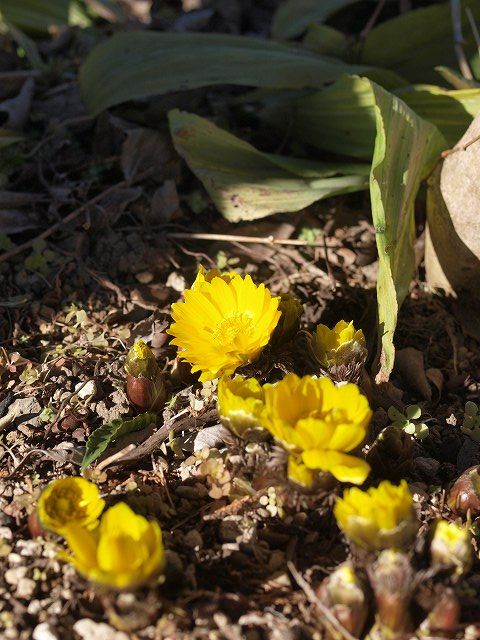 陽だまりの福寿草