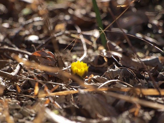 陽だまりの福寿草