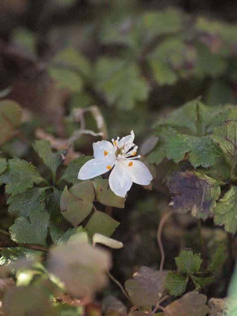 陽だまりの福寿草