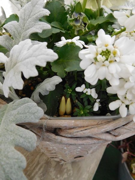 クロッカスの芽が動き始めています