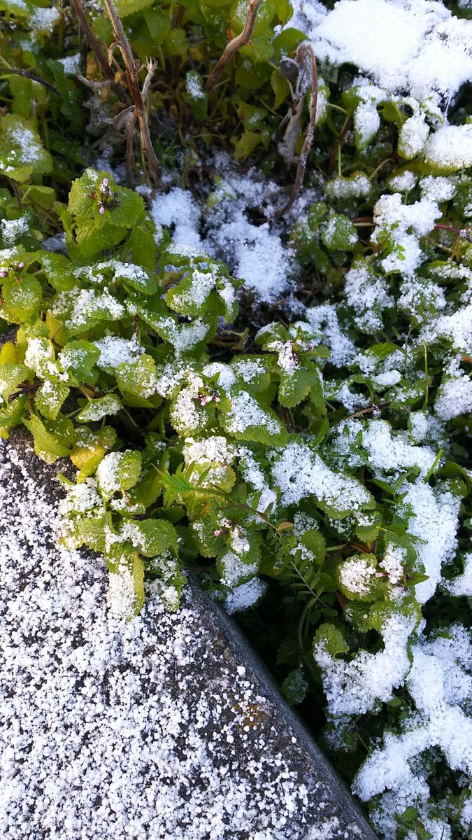 雪だ～！