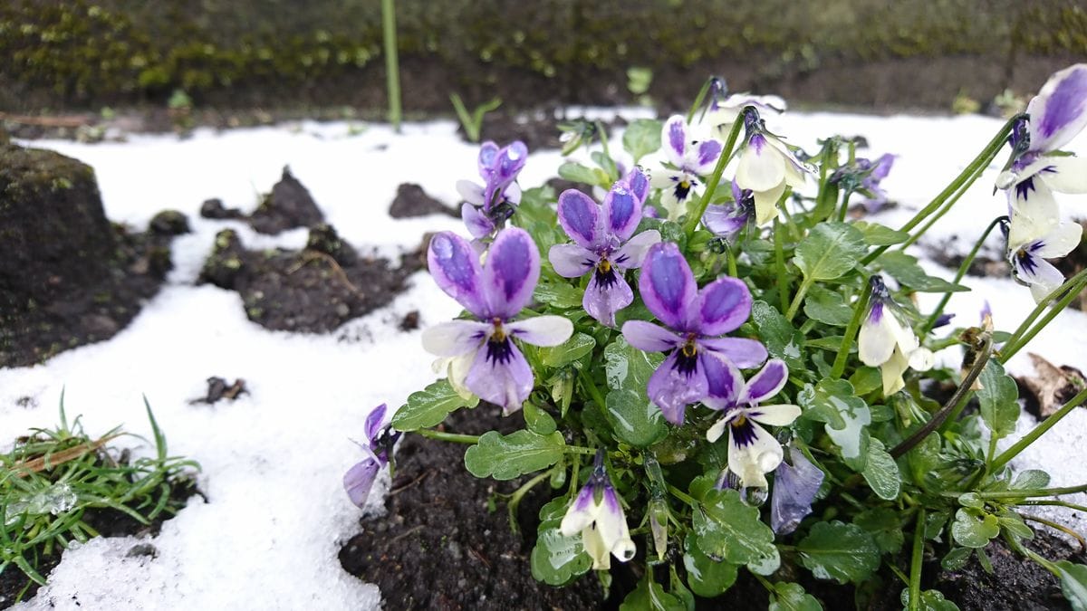 今日も雪(*^^*)